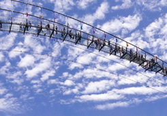 金奖作品：《云上揽觅》