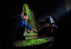 金奖作品：《传统制茶》