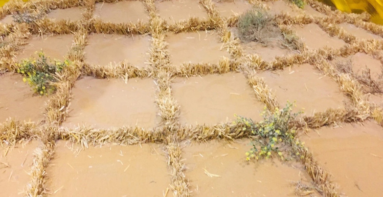 黄沙上铺上一米见方的麦草格子