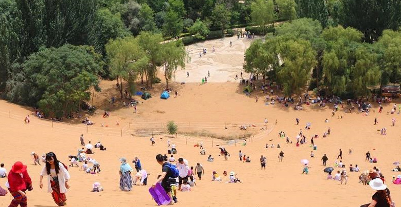 沙坡头景区里的枣林