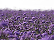 沙漠花海醉芬芳