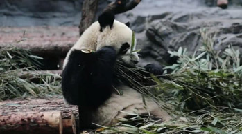 【&ldquo;疫&rdquo;后花开 迈向诗和远方】鄂尔多斯野生动物园展出动物达174种