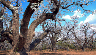 【&ldquo;疫&rdquo;后花开迈向诗和远方】什川古梨园景区：依山傍水 传说优美