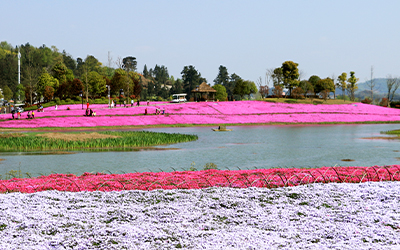 【&ldquo;疫&rdquo;后花开迈向诗和远方】旧州古镇&bull;山里江南 花开烂漫
