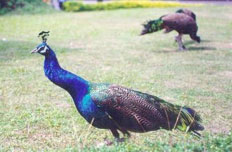 大圣渡假游乐世界