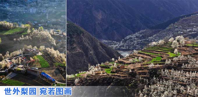 组图：世外梨园 宛若图画