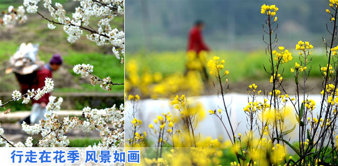 行走在花季 风景如画