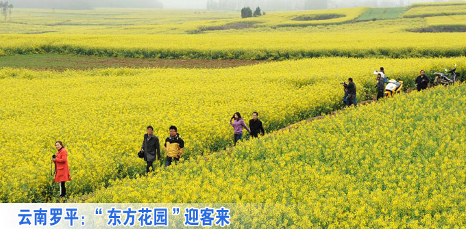 云南罗平：“东方花园”迎客来