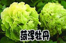 推荐地一：菏泽