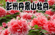 推荐地二：彭州