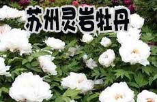 推荐地四：苏州