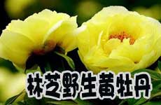 推荐地三：林芝