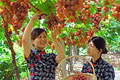 采摘游线路：莲花镇600亩葡萄园静候采摘