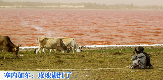 塞内加尔：玫瑰湖红了
