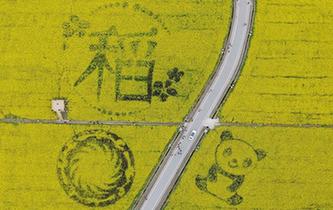 成都：花開春意濃