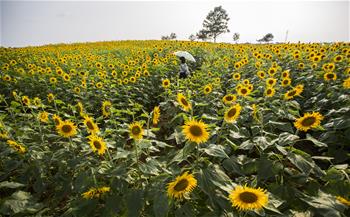 繽紛夏日 向陽花開