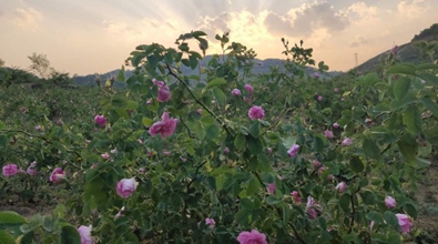 玫瑰花香飘两岸——陆传君一家的"云台情缘"