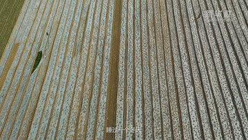 我叫&ldquo;麦粒&rdquo;&mdash;&mdash;一粒来自豫北灾区小麦的自述