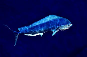 碧海揚波 &ldquo;鲯鰍&rdquo;曼舞&mdash;&mdash;南海的春天印象