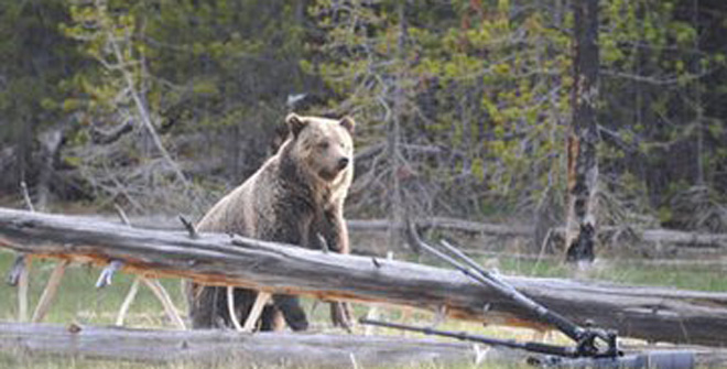 实拍大熊高速爬树！猴哥，还能淡定么