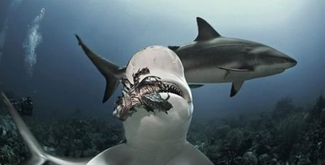 潜水员在海里拍摄忽然出现一条大型鱼