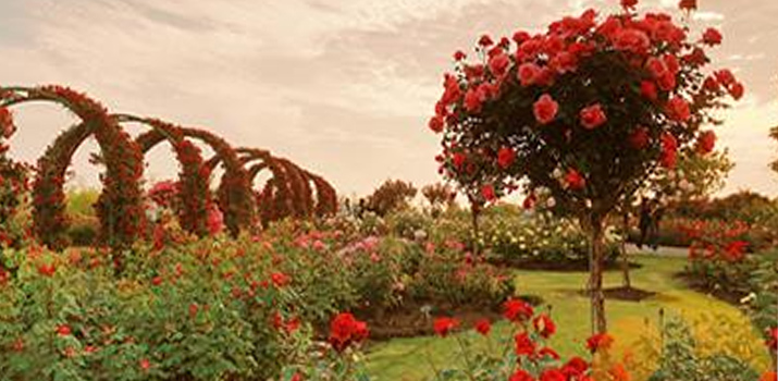 美女设计师丁又乔&ldquo;玫瑰之旅&rdquo;首秀