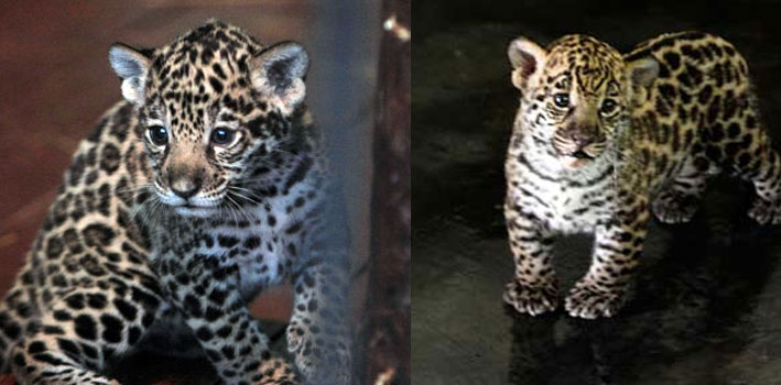 小美洲豹初亮相萌翻众人