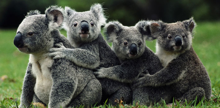 澳近700只考拉执行"安乐死"