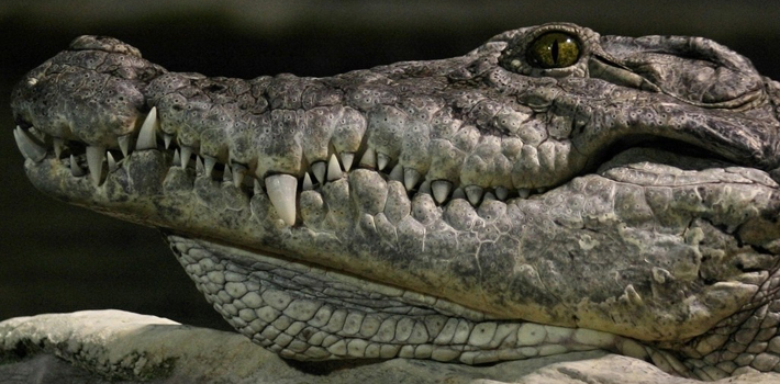 湖南：女子花1800元购买25斤鳄鱼放生