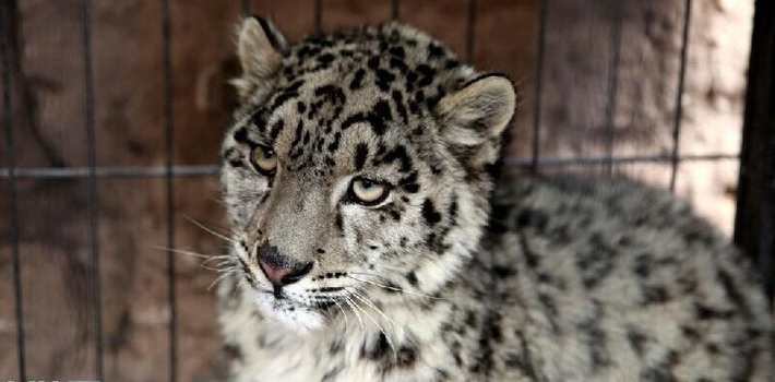 小雪豹误入牛圈被擒 被放归山野
