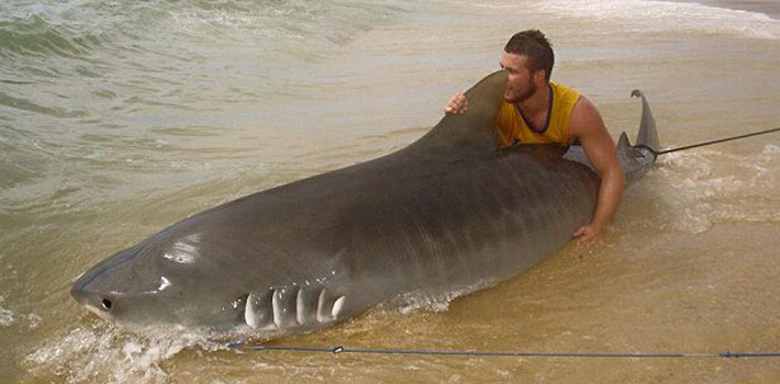 澳洲青年钓到4米虎鲨 周旋三小时放归大海