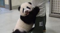 国宝大熊猫卖萌绝杀：抱大腿