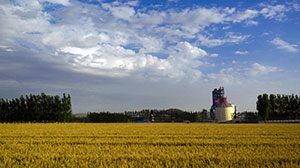 【新华图视】麦收时节