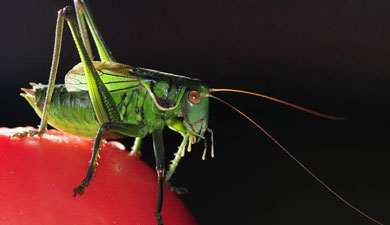 蝈蝈 老北京的冬日随身听