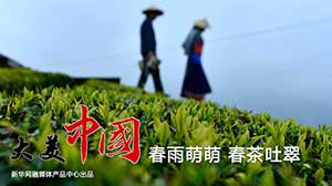 【新华图视】春雨萌萌 春茶吐翠