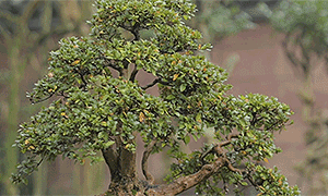 百部看四川：川派盆景的&ldquo;外科手术大师&rdquo;