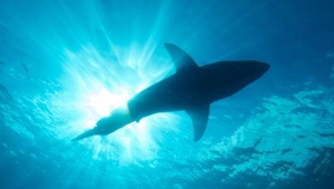 男子潛水遭遇鯊魚驚險逃生