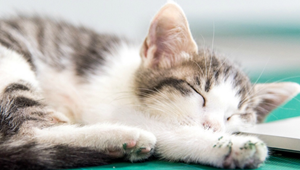 貓咪懶洋洋可能犯了關節炎