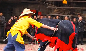 百部看四川：乡愁里的牛灯舞