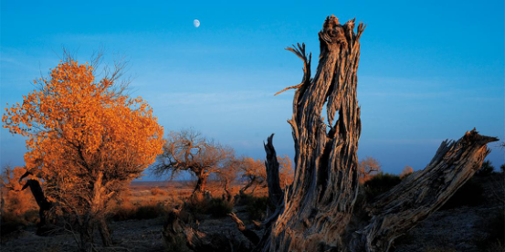 新疆克拉玛依旅游资源推介