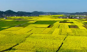 百部看四川：幸福像花儿一样