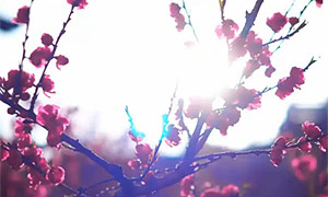 百部看四川：十里桃花来&ldquo;圈粉&rdquo;