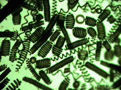 美国通报修订螺旋藻色素管理规定