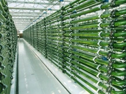 丽江“绿A微藻特色产业小镇”呼之欲出