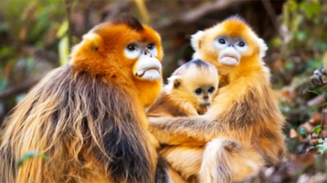 【新華圖視】高深密林中的精靈：金絲猴