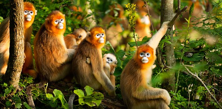 【新華圖視】高深密林中的精靈：金絲猴