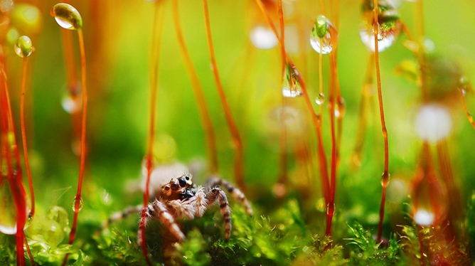 【新华图视】袁明辉：感受微距下的童话世界