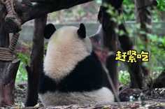 熊貓社區 偷偷開小灶的熊貓