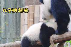 熊猫社区 困意来袭，那就睡吧