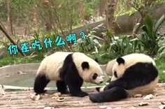 熊猫社区 吸引吃货 只需要一根啃完的玉米棒